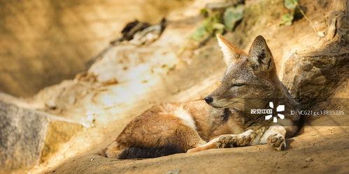 国产系列视频狐狸