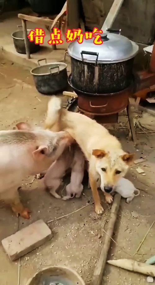 国产货物搞笑视频,笑料百出，国产货物魅力无限