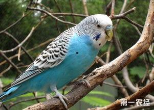 国产鹦鹉怕冷吗知乎视频,揭秘怕冷的小鸟如何过冬