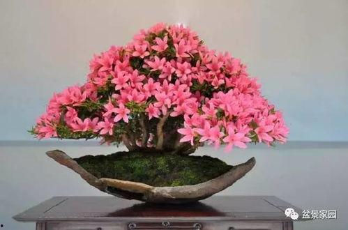 国产杜鹃小品盆景视频,匠心独运，赏心悦目之美