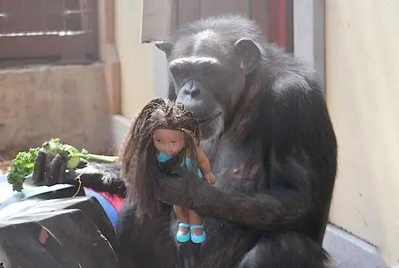 国产机械猩猩玩具视频